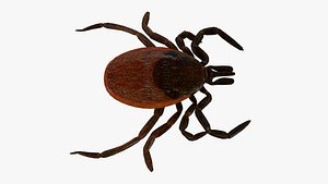 mite