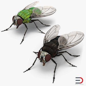 3D model flies set green