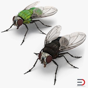 Flies Collection