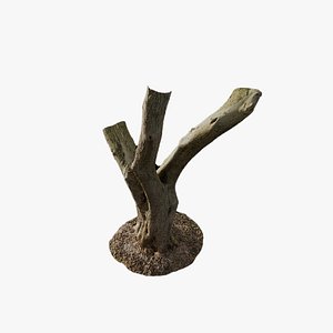 Anydrafts Olea europaea Trunk 02 3D model