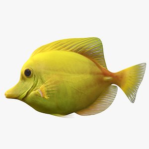 yellow tang