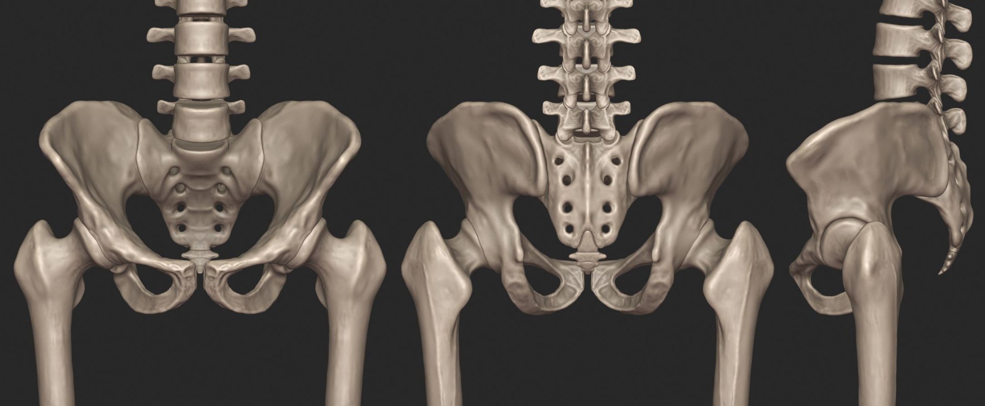 3D skeletal torso model https://p.turbosquid.com/ts-thumb/gz/JkoTcg/0d0X9773/pelvis_1/jpg/1569424432/1920x1080/fit_q87/5bd6137d2a50ce01aa42ab90e270eb6db4fe8337/pelvis_1.jpg
