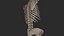 Human Skeletal Torso(High Poly Model)