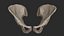 Human Skeletal Torso(High Poly Model)