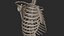 Human Skeletal Torso(High Poly Model)