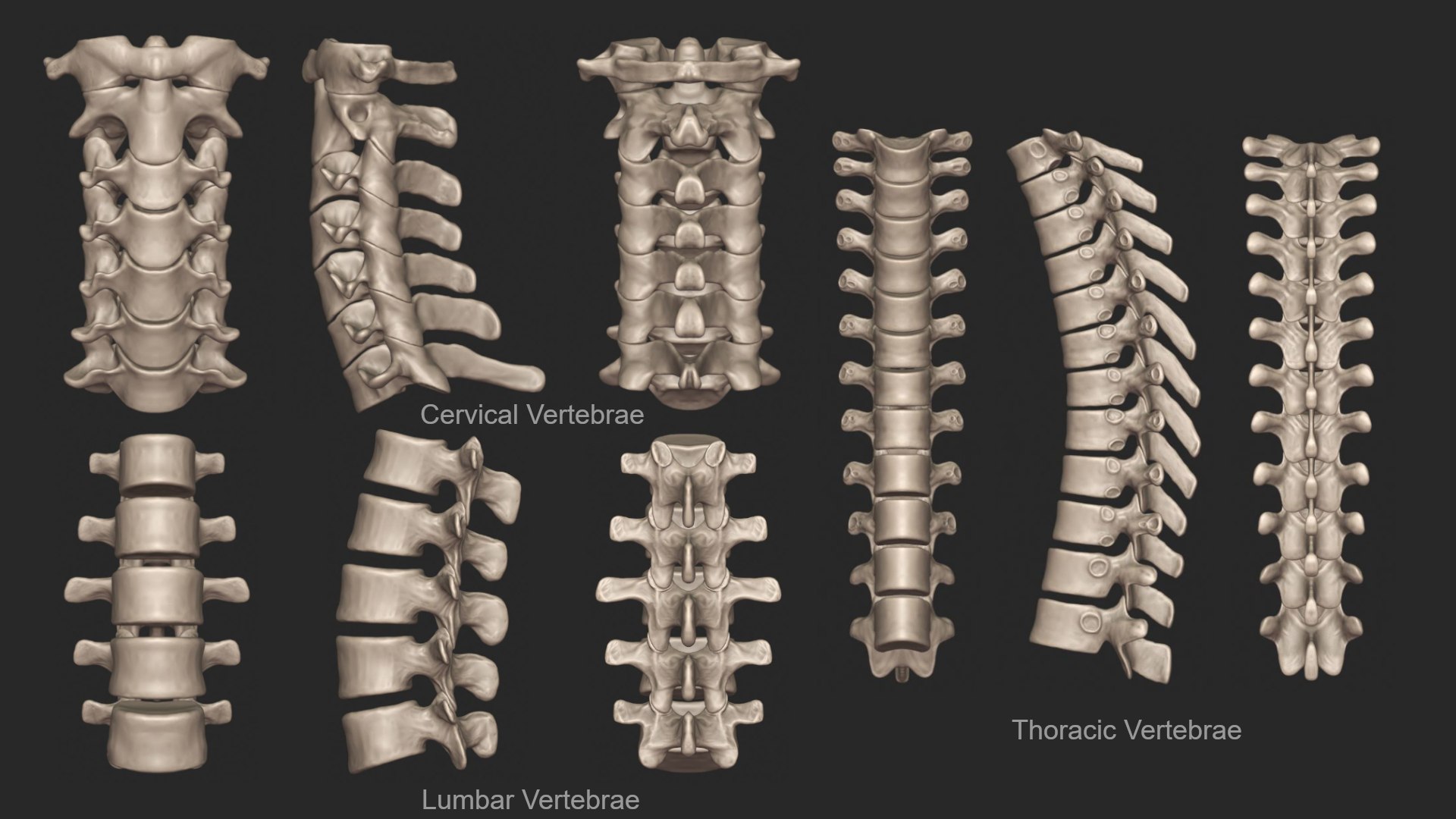 3D skeletal torso model https://p.turbosquid.com/ts-thumb/gz/JkoTcg/ILsIPlP6/spine_2/jpg/1569424433/1920x1080/fit_q87/d53f45efdd2e641ed8f742471712d3a291b62837/spine_2.jpg