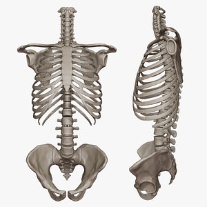 3D skeletal torso model