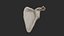 Human Skeletal Torso(High Poly Model)