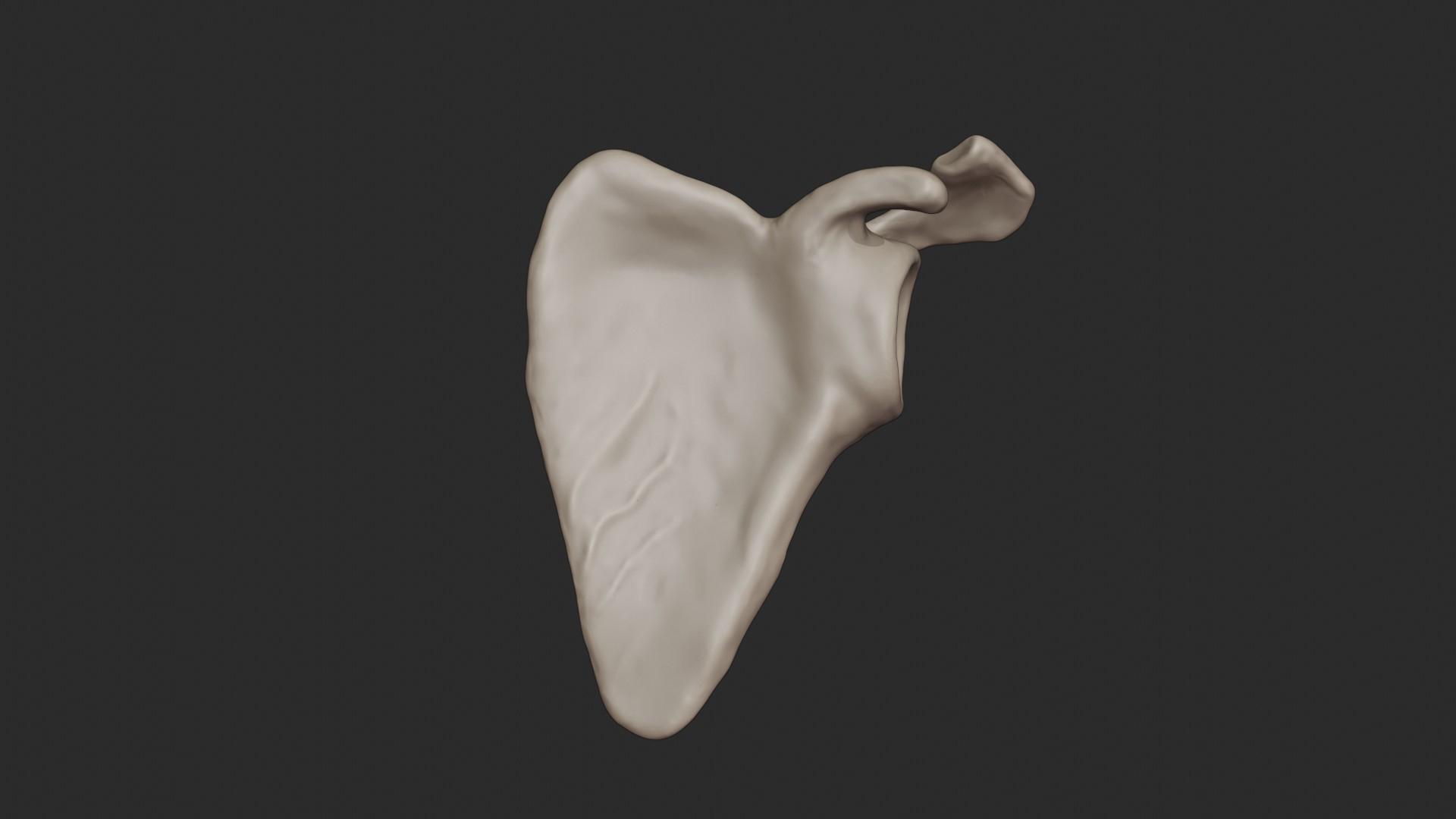 3D skeletal torso model https://p.turbosquid.com/ts-thumb/gz/JkoTcg/W8GTFR87/scapula/jpg/1569435512/1920x1080/turn_fit_q99/7caf416198b8f4a9d1372f411ad79d9915f7f5fc/scapula-1.jpg