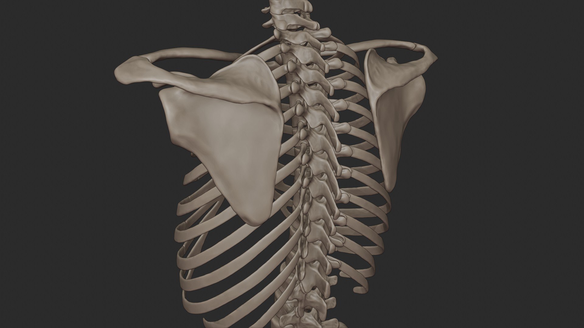 3D skeletal torso model https://p.turbosquid.com/ts-thumb/gz/JkoTcg/Z9ZhNzEQ/torso_1/jpg/1569438879/1920x1080/fit_q87/351abe1dfd745d714eef8f8317f396a414ade26e/torso_1.jpg