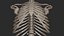 Human Skeletal Torso(High Poly Model)
