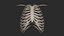 Human Skeletal Torso(High Poly Model)