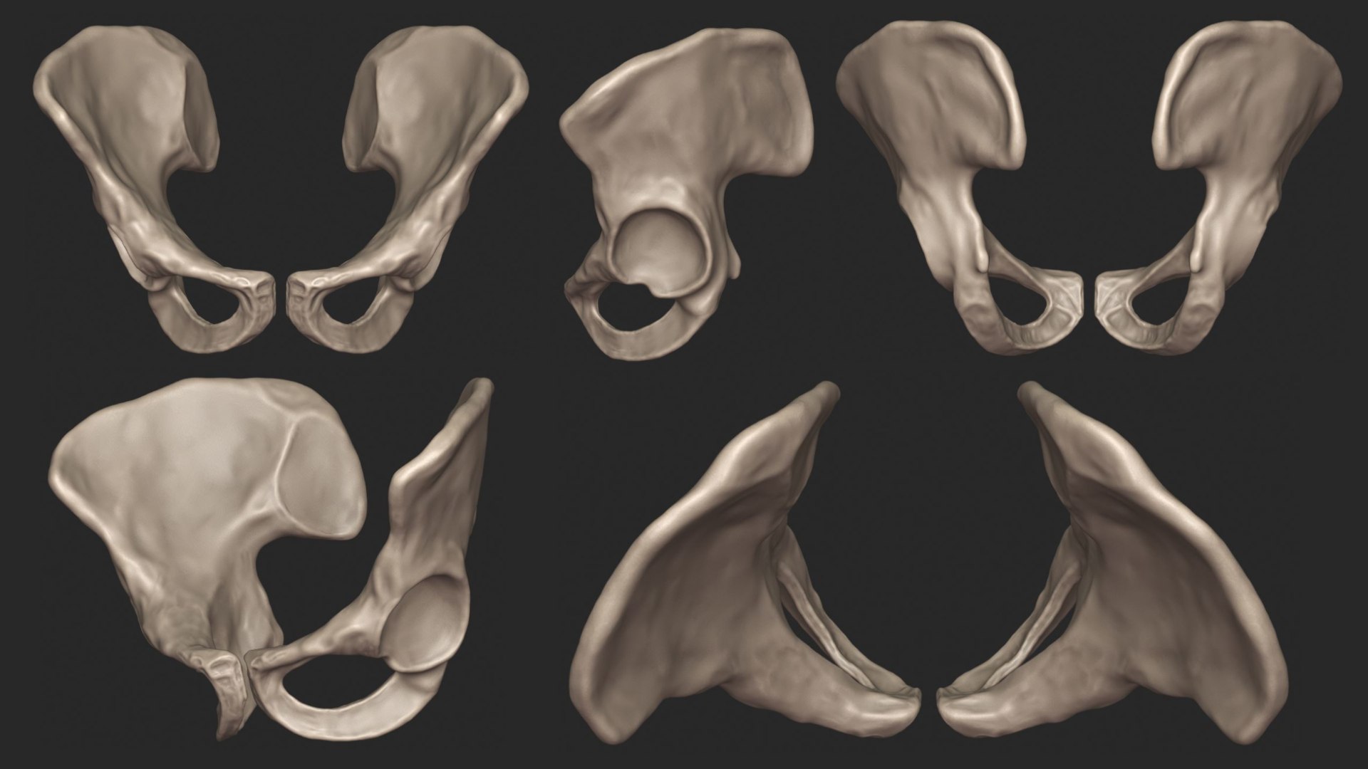 3D skeletal torso model https://p.turbosquid.com/ts-thumb/gz/JkoTcg/iHdSVI1p/pelvis_2/jpg/1569424432/1920x1080/fit_q87/4f08f11d13fc92726dc96a39fcaf4e2e55dc9c0b/pelvis_2.jpg