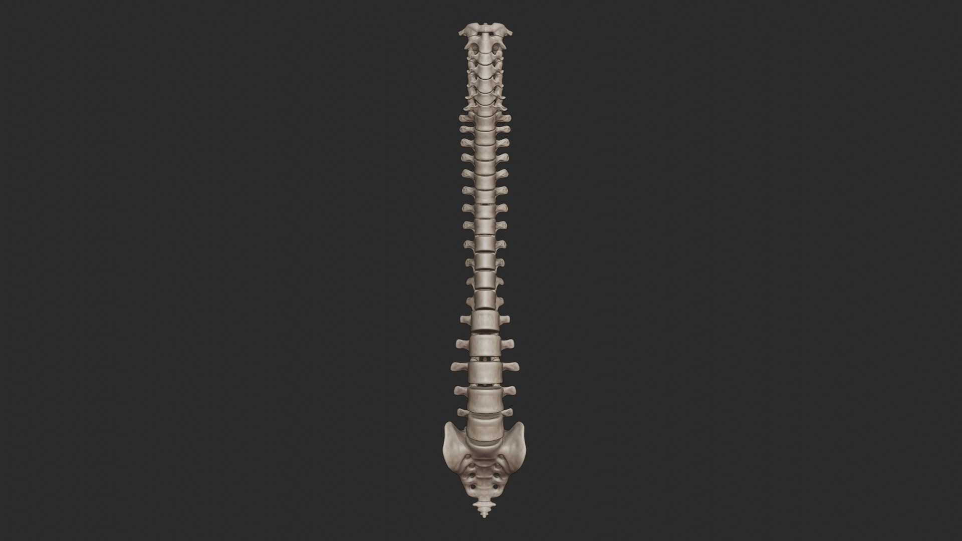 3D skeletal torso model - TurboSquid 1452319