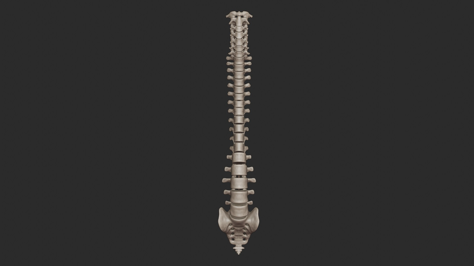 3D skeletal torso model https://p.turbosquid.com/ts-thumb/gz/JkoTcg/nRp4R0OV/vertebrae/jpg/1569425222/1920x1080/turn_fit_q99/3f30c886a66f0c276cd7a0fe49fc084256c880bd/vertebrae-1.jpg