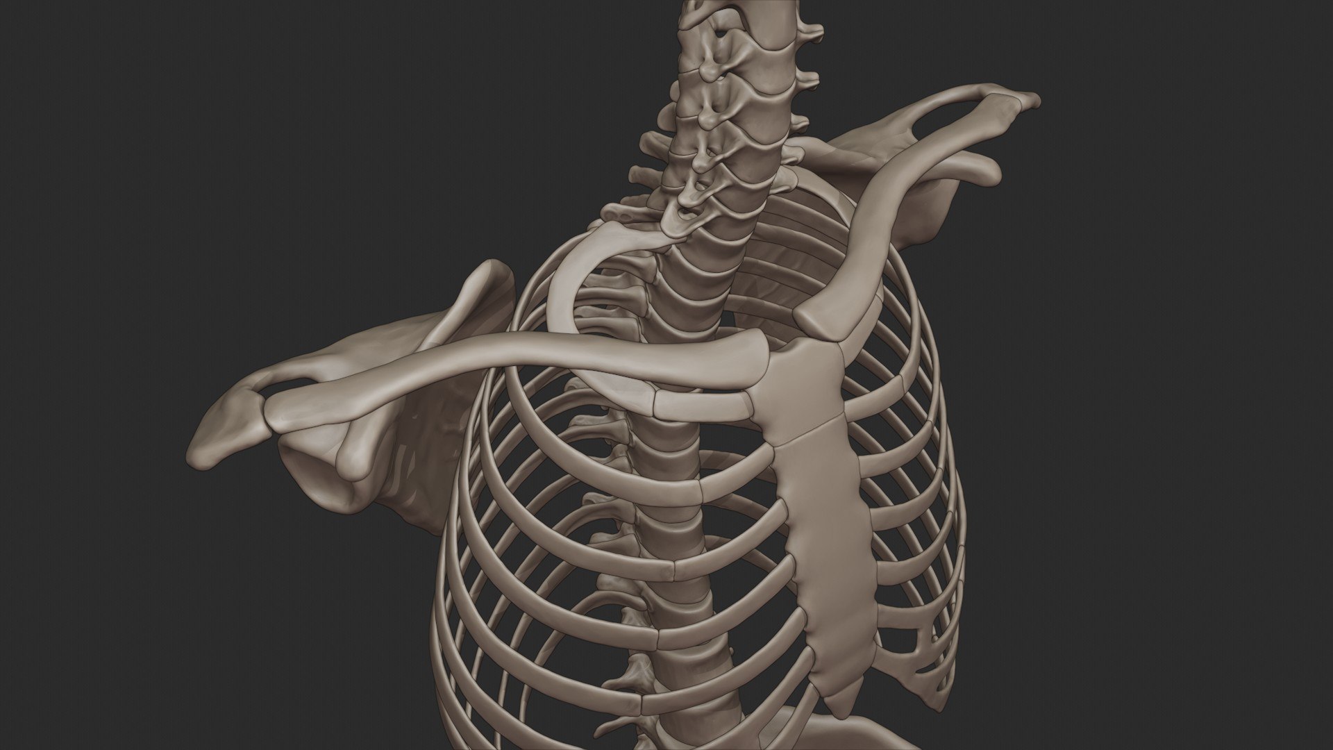 3D skeletal torso model https://p.turbosquid.com/ts-thumb/gz/JkoTcg/wmSSC03w/torso_7/jpg/1569438879/1920x1080/fit_q87/31873c43c95d557595d58f259bf180fbc4a1346e/torso_7.jpg