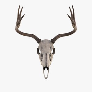 Deer Skull