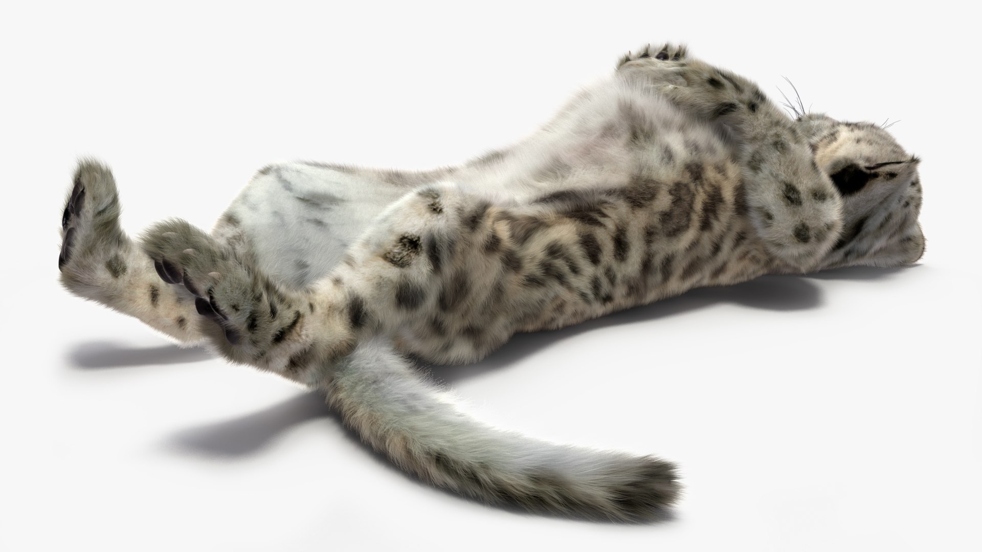 Snow Leopard Cub in Lying Playful Pose Fur for Cinema 4D model https://p.turbosquid.com/ts-thumb/gz/TwCFQa/9k/snow_leopard_cub_in_lying_playful_pose_fur_008/jpg/1750034495/1920x1080/fit_q87/5040039ed520f83af835a0a9bfe2b194c18aea28/snow_leopard_cub_in_lying_playful_pose_fur_008.jpg