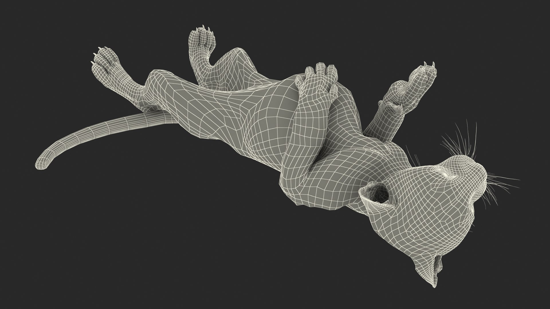 Snow Leopard Cub in Lying Playful Pose Fur for Cinema 4D model https://p.turbosquid.com/ts-thumb/gz/TwCFQa/y3/snow_leopard_cub_in_lying_playful_pose_fur_017/jpg/1750034524/1920x1080/fit_q87/e7fc2bd77980daa9e5aa6ad7321a4b9f8f971c5e/snow_leopard_cub_in_lying_playful_pose_fur_017.jpg