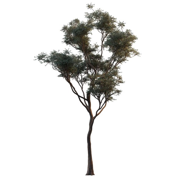 Beech tree static 3D model - TurboSquid 1150084
