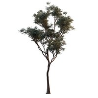 NZ manuka tree pack 3D model