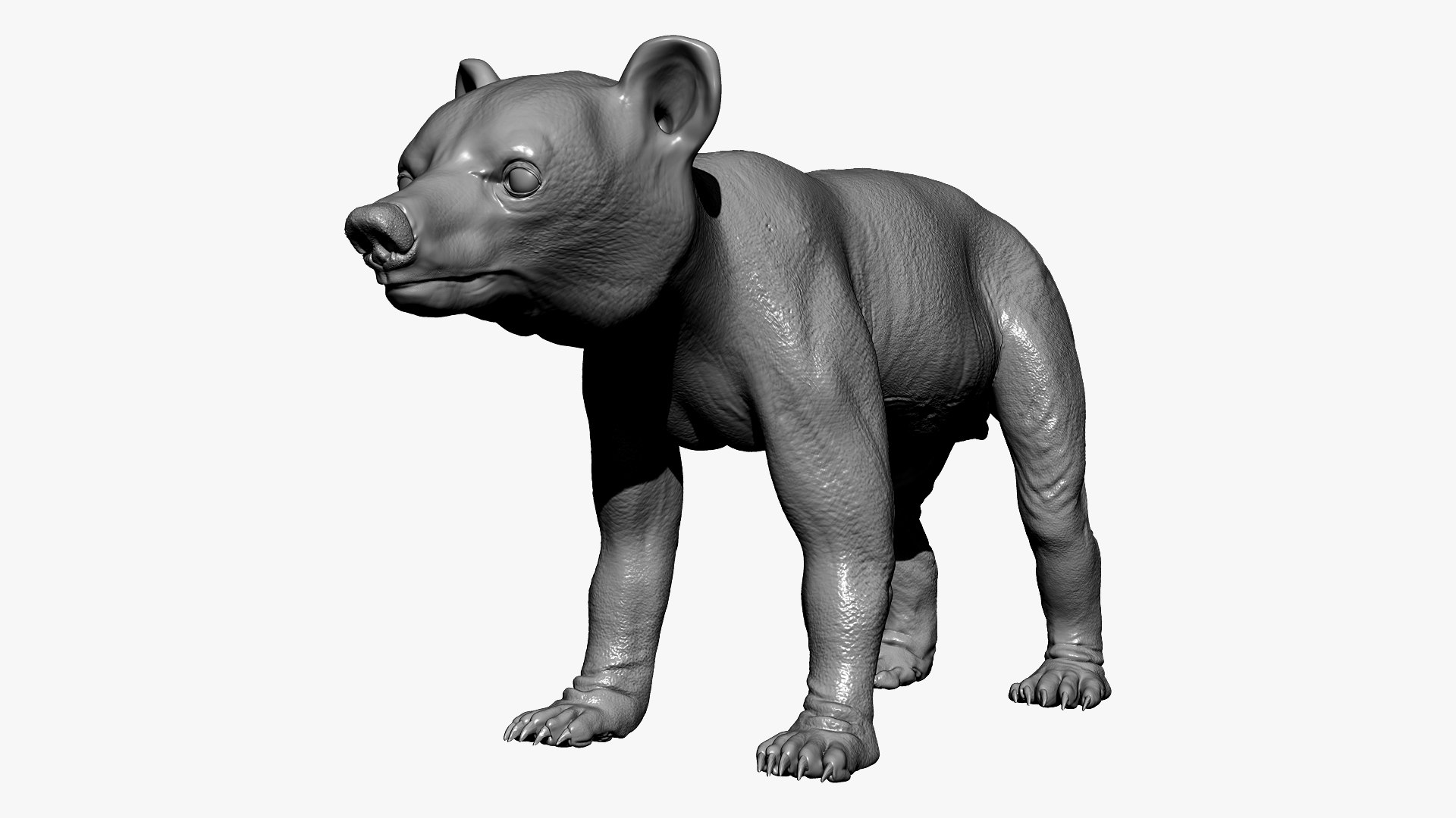 bear ornatrix zbrush 3D model https://p.turbosquid.com/ts-thumb/gz/jvdUYI/9TlH3V5Q/bpr_composite/jpg/1600087940/1920x1080/fit_q87/bbf142d33e24c116b5d0768dd9907fb4eb9a1113/bpr_composite.jpg