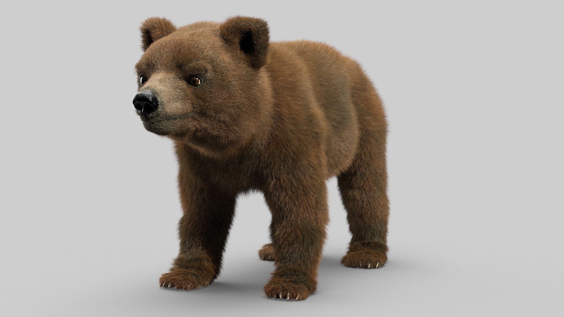 bear ornatrix zbrush 3D model https://p.turbosquid.com/ts-thumb/gz/jvdUYI/GoRH09oc/cub_0027/jpg/1600100918/1920x1080/fit_q87/95cff4174ec230cc655ddeae7048472d65461146/cub_0027.jpg