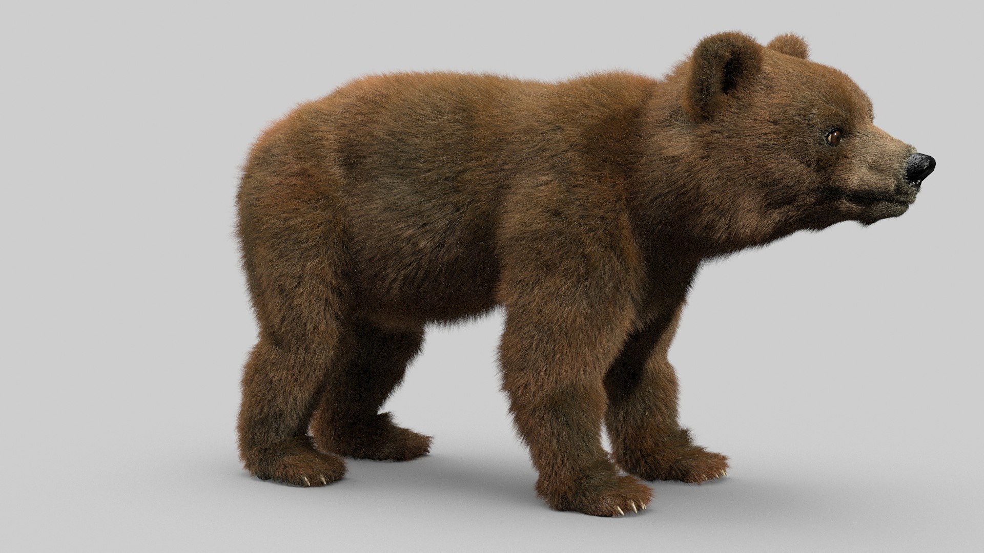 bear ornatrix zbrush 3D model https://p.turbosquid.com/ts-thumb/gz/jvdUYI/SIWzJnva/cub_0006/jpg/1600089197/1920x1080/fit_q87/2e3f458f5ca9ebd42ac20cc889c58e93d8b5d94d/cub_0006.jpg