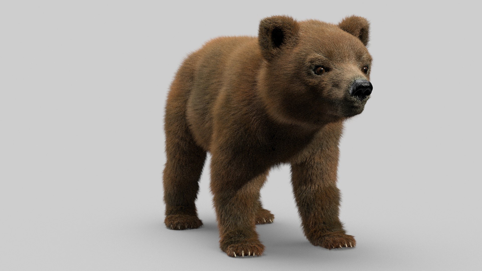bear ornatrix zbrush 3D model https://p.turbosquid.com/ts-thumb/gz/jvdUYI/TBSdCdp8/cub_0003/jpg/1600089197/1920x1080/fit_q87/49a124506992023f3eef8826f7c1e2bc7ad7499b/cub_0003.jpg