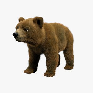 bear ornatrix zbrush 3D model