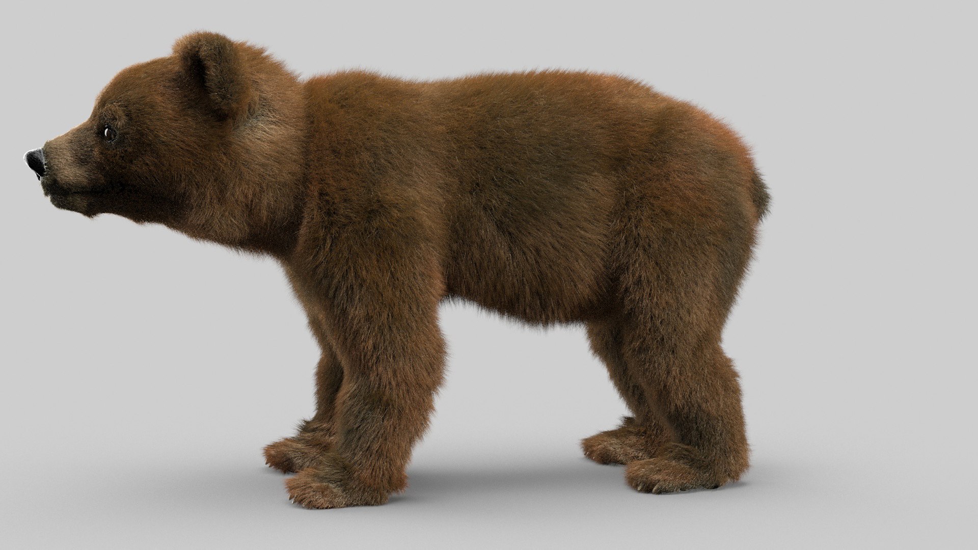 bear ornatrix zbrush 3D model https://p.turbosquid.com/ts-thumb/gz/jvdUYI/gq5yXj80/cub_0023/jpg/1600100919/1920x1080/fit_q87/e590287c0dffef06c49f590b7f2ba123c49cccb6/cub_0023.jpg