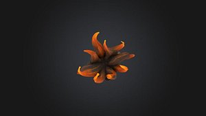 The octopus