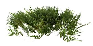 3D grass lp