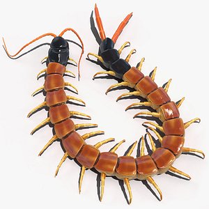 Scolopendra Heros Arizonensis