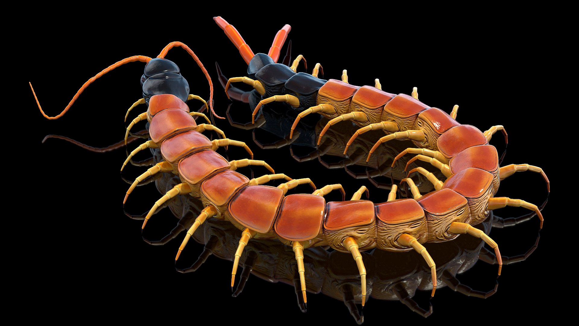 Scolopendra Heros Arizonensis 3D model preview