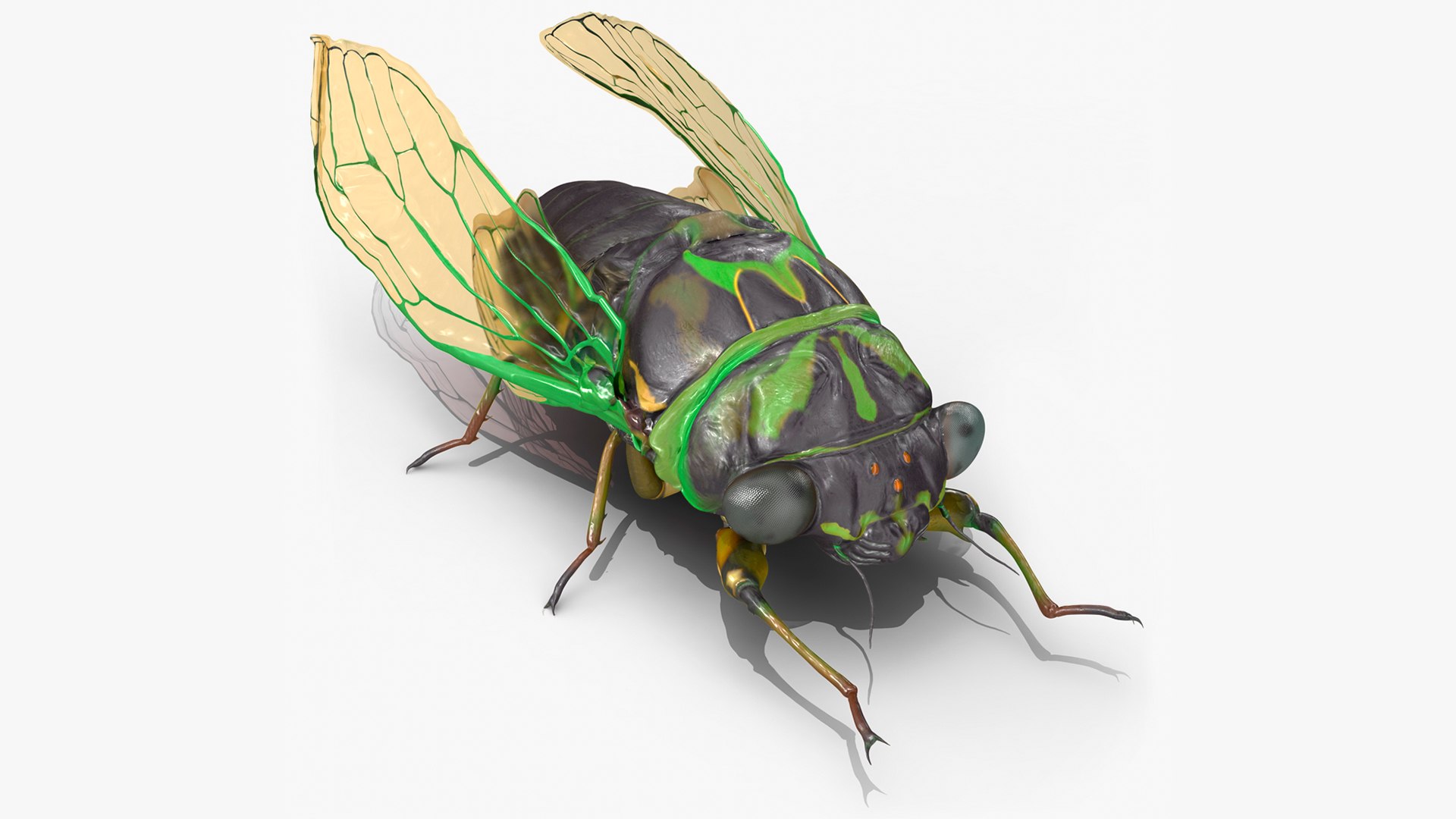 Cicada Rigged 3D model preview