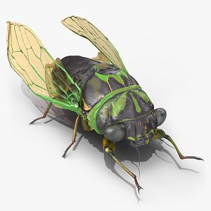 3D model Cicada Rigged