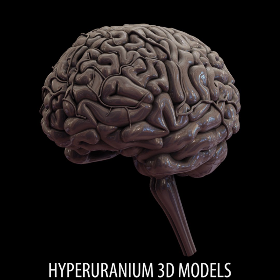 brain cerebrum 3d model https://p.turbosquid.com/ts-thumb/gz/yidMQF/B3lkgIx4/brainbis04ts600/png/1295008363/1920x1080/fit_q87/09a6cd1791d19fe3595ceea4ce2a07190a4bea70/brainbis04ts600.jpg
