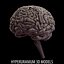brain cerebrum 3d model