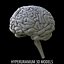 brain cerebrum 3d model