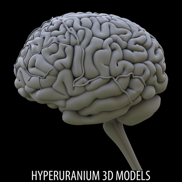 brain cerebrum 3d model