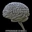 brain cerebrum 3d model