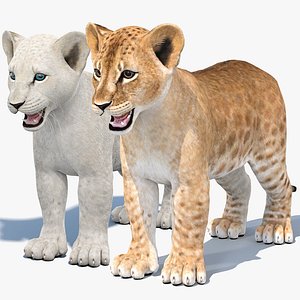 Lion Cub 3D Model Bundle Natural and White