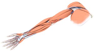 Upper Limb Arm Anatomy - Muscles, Skeleton & Vascular System