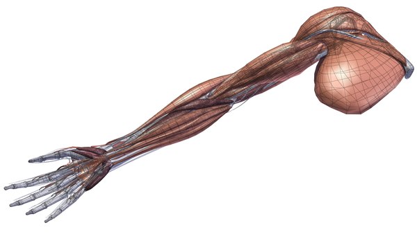 Upper limb muscle 3D model - TurboSquid 1356360