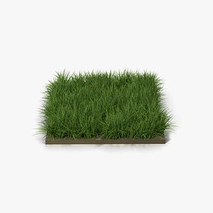 Ryegrass