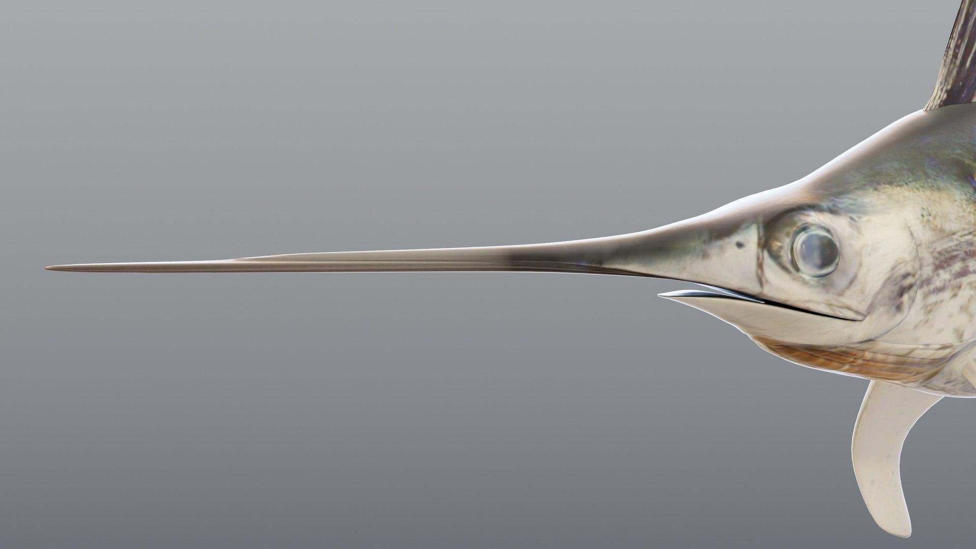 3D model Swordfish - Static PBR https://p.turbosquid.com/ts-thumb/h0/eRjb4a/1o/07_swordfishstatic_07_head/jpg/1791558525/1920x1080/fit_q87/1972d0f711e7e1d99e87da1d38800205b0f28f1a/07_swordfishstatic_07_head.jpg