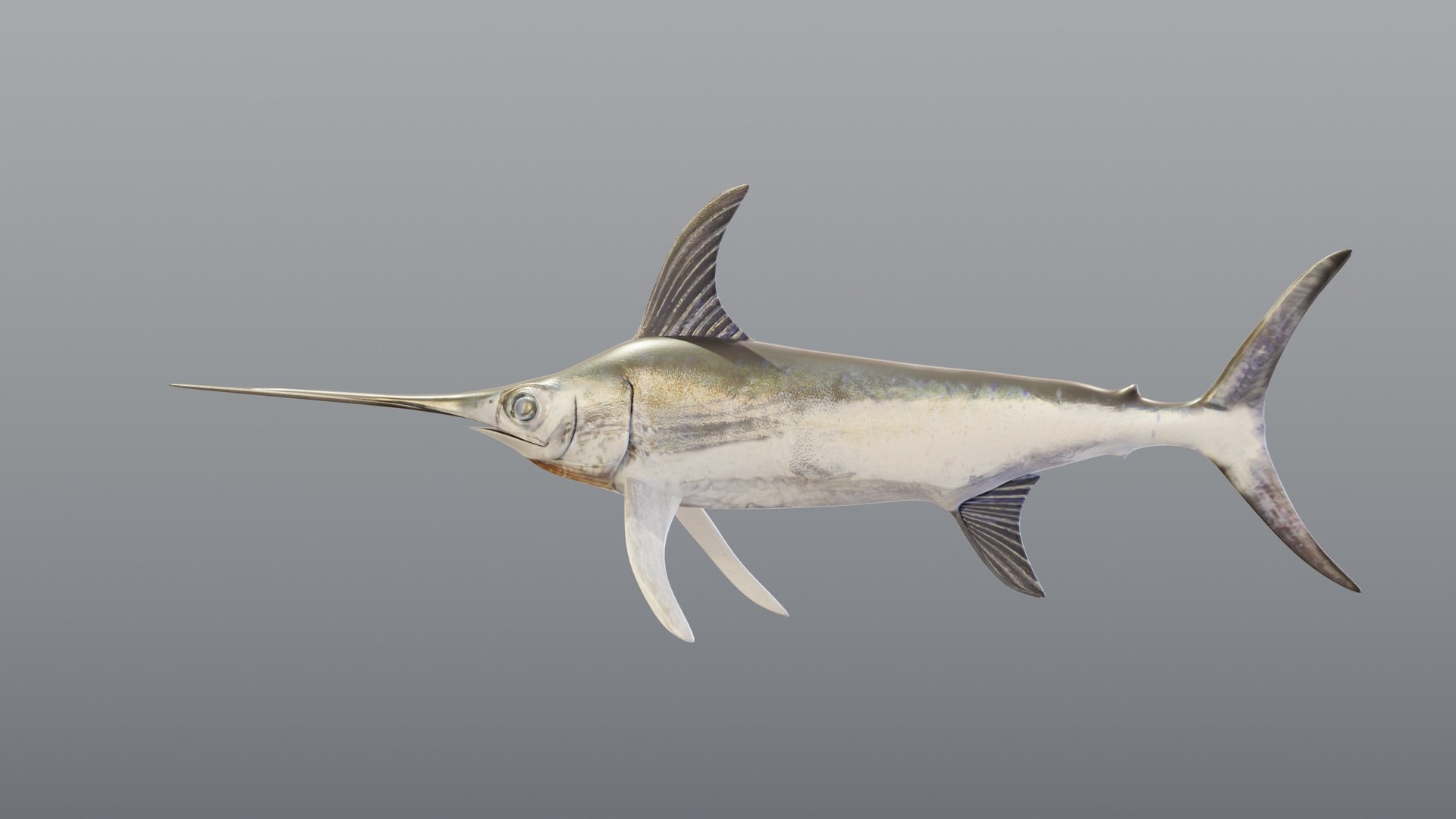 3D model Swordfish - Static PBR https://p.turbosquid.com/ts-thumb/h0/eRjb4a/5G/03_swordfishstatic_03_side/jpg/1791558492/1920x1080/fit_q87/f3fae74a85f653dcc7e3d9e81688eb3193d953e3/03_swordfishstatic_03_side.jpg