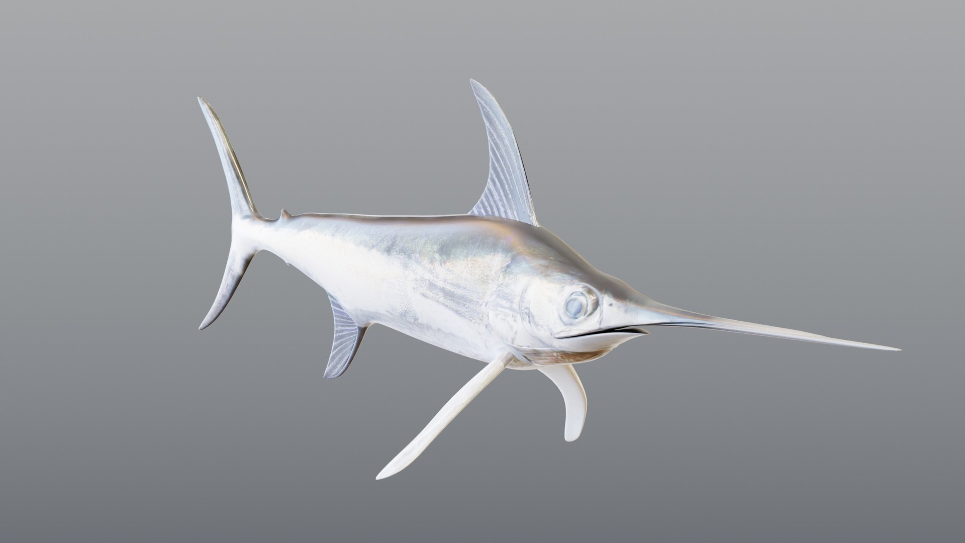 3D model Swordfish - Static PBR https://p.turbosquid.com/ts-thumb/h0/eRjb4a/FB/04_swordfishstatic_04_otherside/jpg/1791558496/1920x1080/fit_q87/45fba0d29229189f19dfd27b74621e7ccf22829c/04_swordfishstatic_04_otherside.jpg