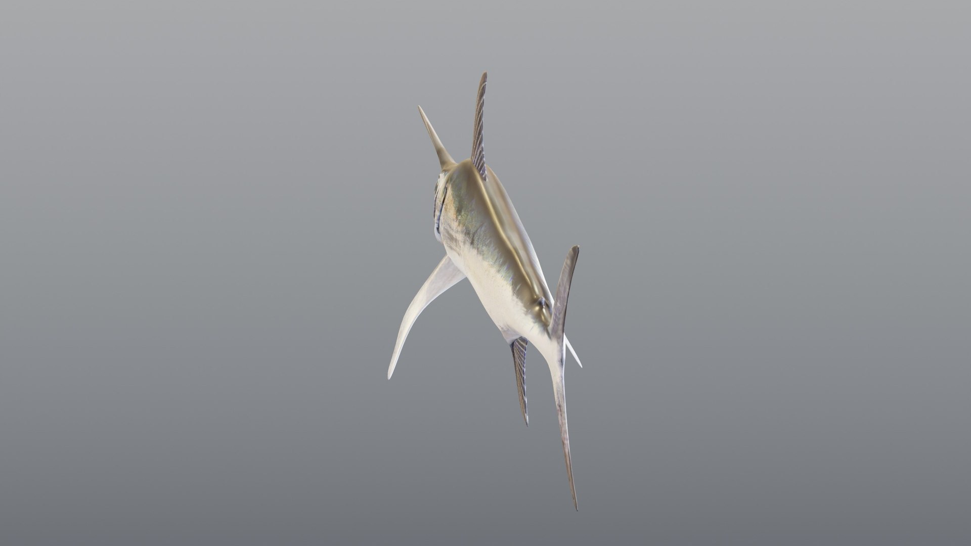 3D model Swordfish - Static PBR https://p.turbosquid.com/ts-thumb/h0/eRjb4a/FZ/06_swordfishstatic_06_rear/jpg/1791558503/1920x1080/fit_q87/3f9ceaf9f347bf6bc250d48012d9a93460b85d4a/06_swordfishstatic_06_rear.jpg